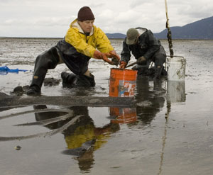 Upper Skagit Tribe enhancing shellfish beds in Samish Bay