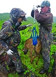 Survival rates focus of Makah’s elk studies