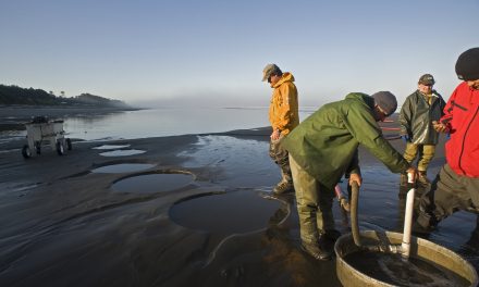Razor clam digs scheduled following surveys
