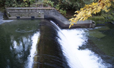 Habitat Work Shows Promise of Salmon Recovery