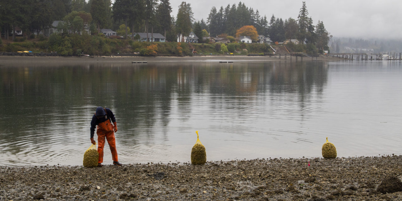Liberty Bay Opens to Clam Harvest After Decades-Long Closure