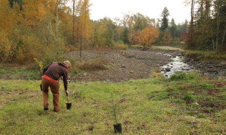Planting caps decade of salmon restoration by Nisqually Tribe