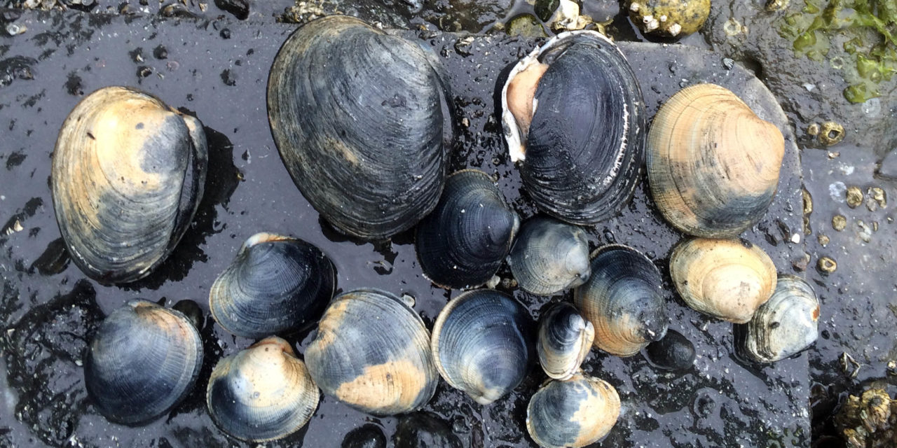 New study finds evidence of broadscale decline in native littleneck clams