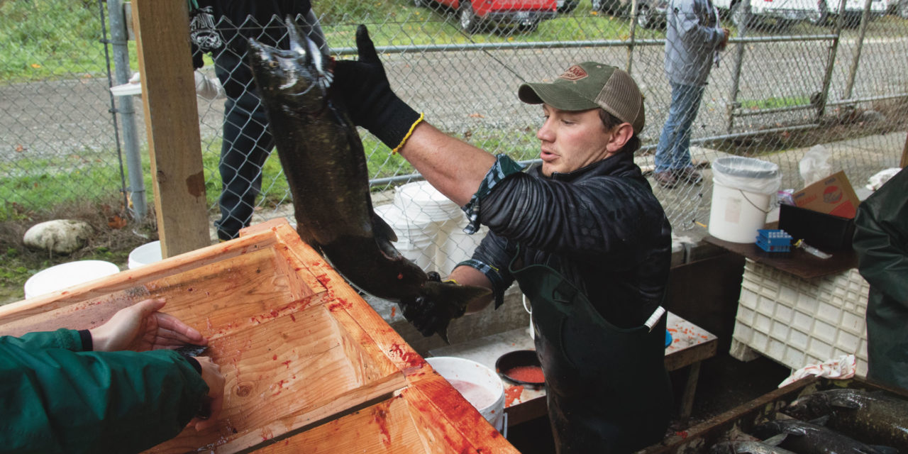 Nisqually Tribe raising bigger chinook to feed orcas