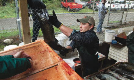 Nisqually Tribe raising bigger chinook to feed orcas