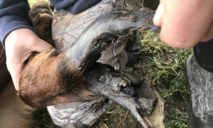 Tribes join state in effort to learn more about elk hoof disease
