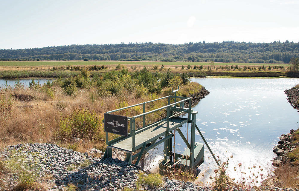 Marsh restoration protects salmon habitat and agricultural needs