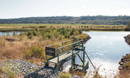 Marsh restoration protects salmon habitat and agricultural needs
