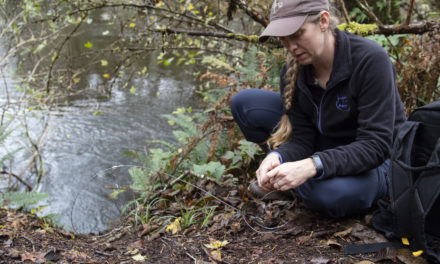 Otter hair snares, latrines provide data about Lake Ozette otter and salmon populations