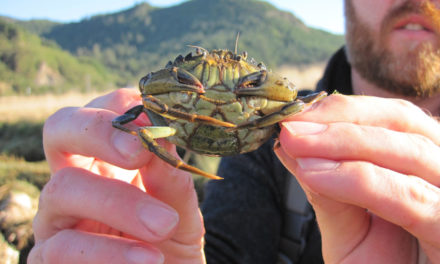 European Green Crab Numbers Explode on the Coast