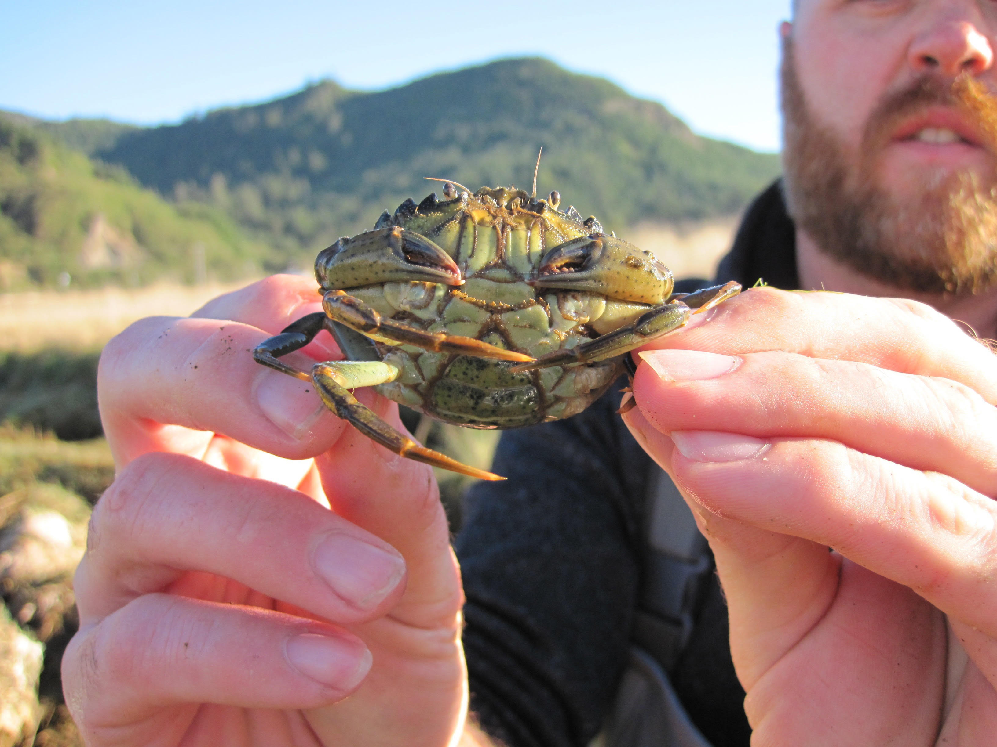 European Green Crab Numbers Explode on the Coast