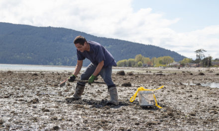Lummi Nation reopens spring clam harvest in Portage Bay