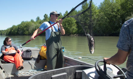 Hatchery chinook benefit tribal culture, guide salmon recovery