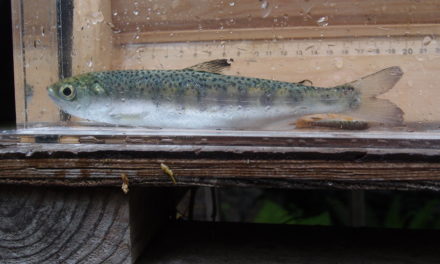 Coho Salmon found in Lake Sutherland
