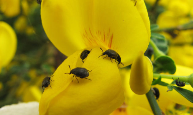 Scotch Broom Beetles could help slow spread of invasive plant