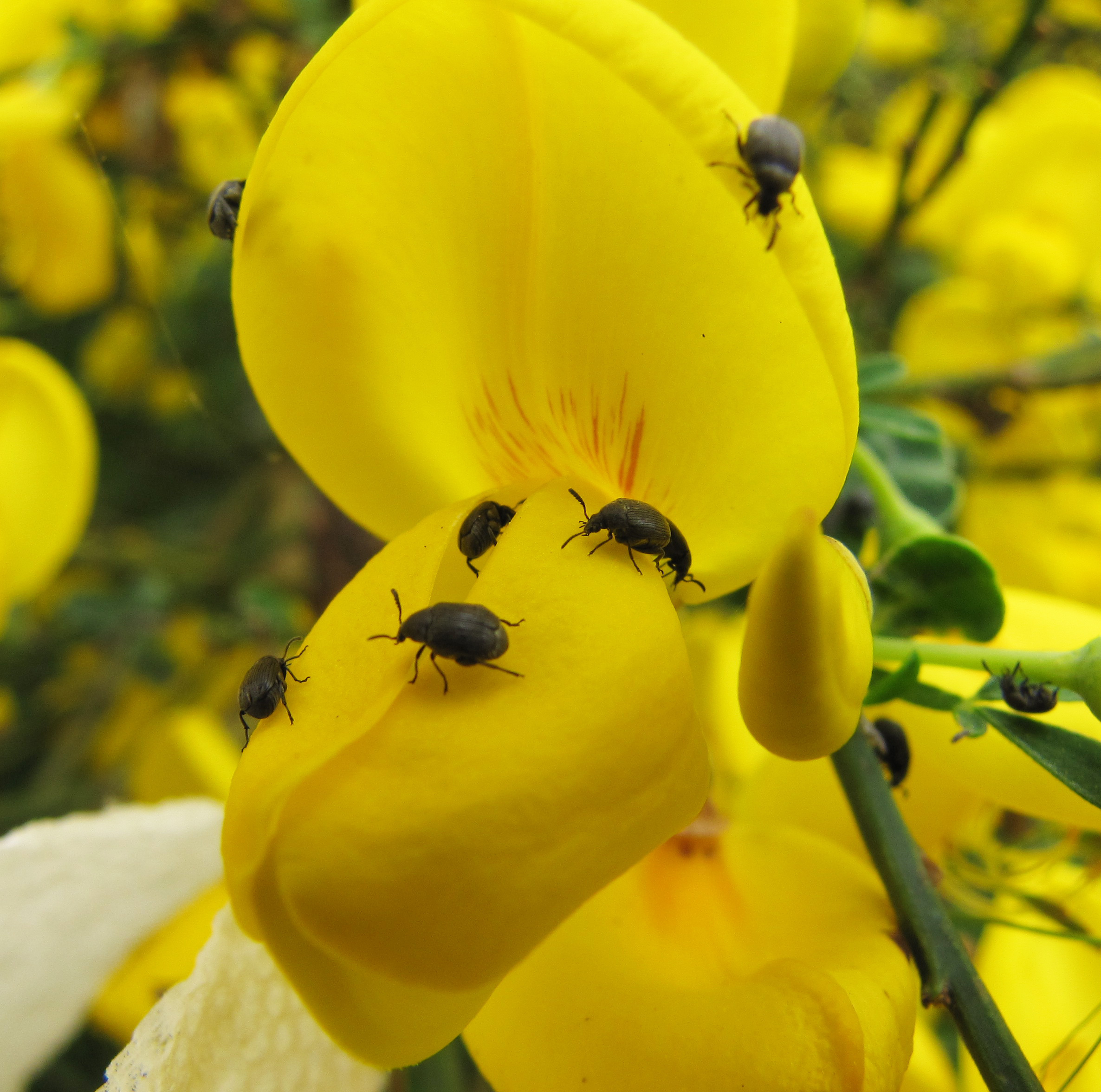 Scotch Broom Beetles could help slow spread of invasive plant
