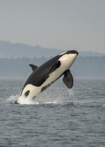 Orca Photo by Katy Foster/NOAA Fisheries, permit 18786