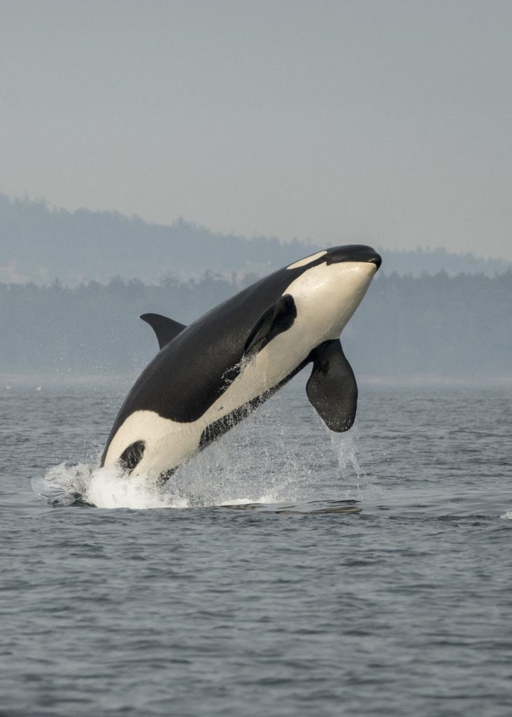 Orca Photo by Katy Foster/NOAA Fisheries, permit 18786
