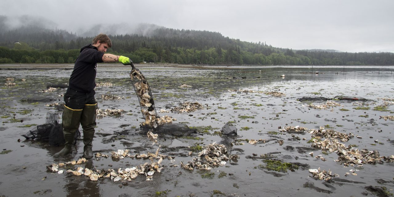 Tribe boosts Olympia oyster population in Sequim Bay
