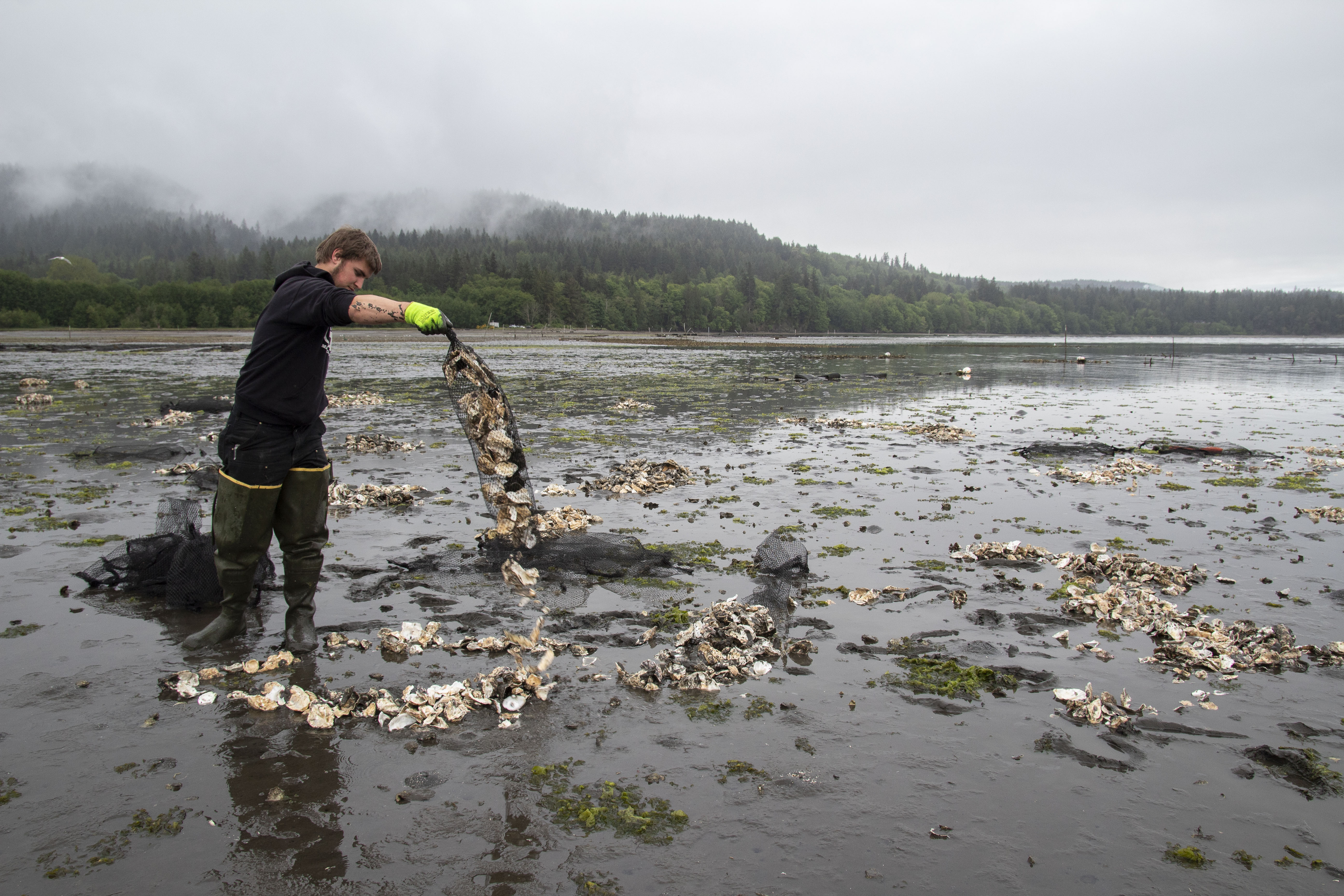 Tribe boosts Olympia oyster population in Sequim Bay