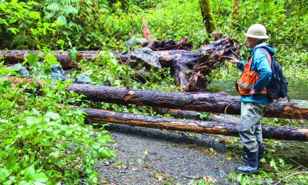 Lower Elwha Klallam Tribe enhances Olympic Peninsula streams with logs and rocks for salmon, lamprey habitat