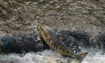 Recovering salmon will take leadership, cooperation and commitment