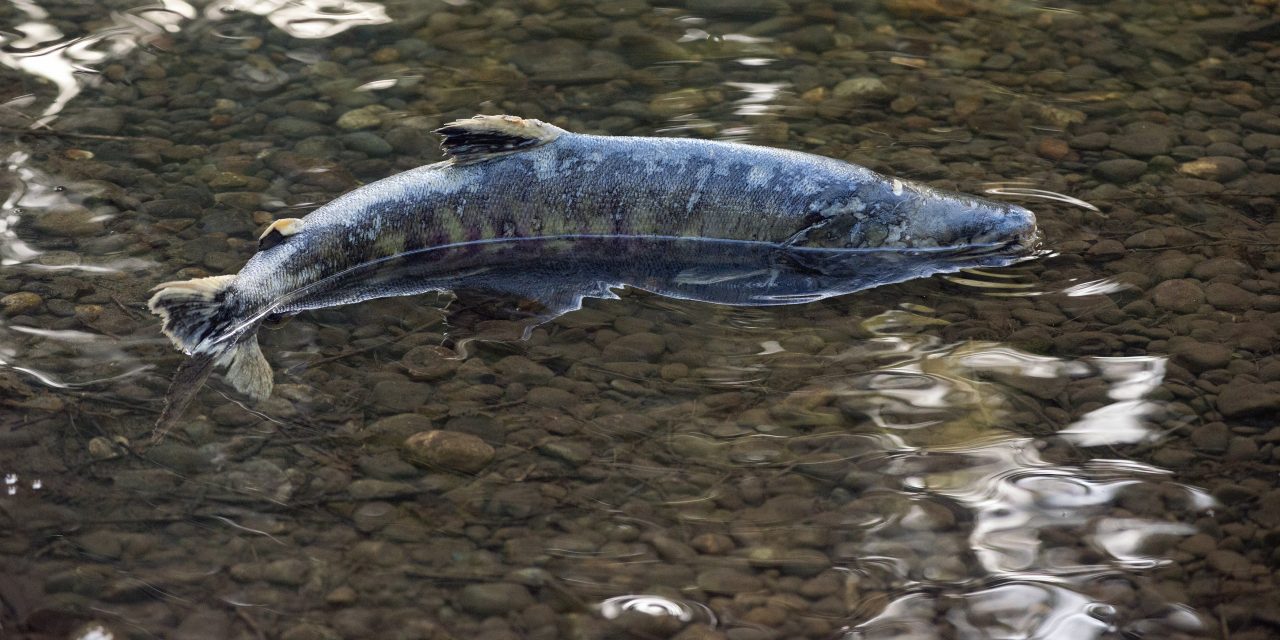 Surprisingly Fewer Chum Salmon Return to Puget Sound Than Expected