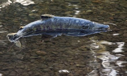 Surprisingly Fewer Chum Salmon Return to Puget Sound Than Expected