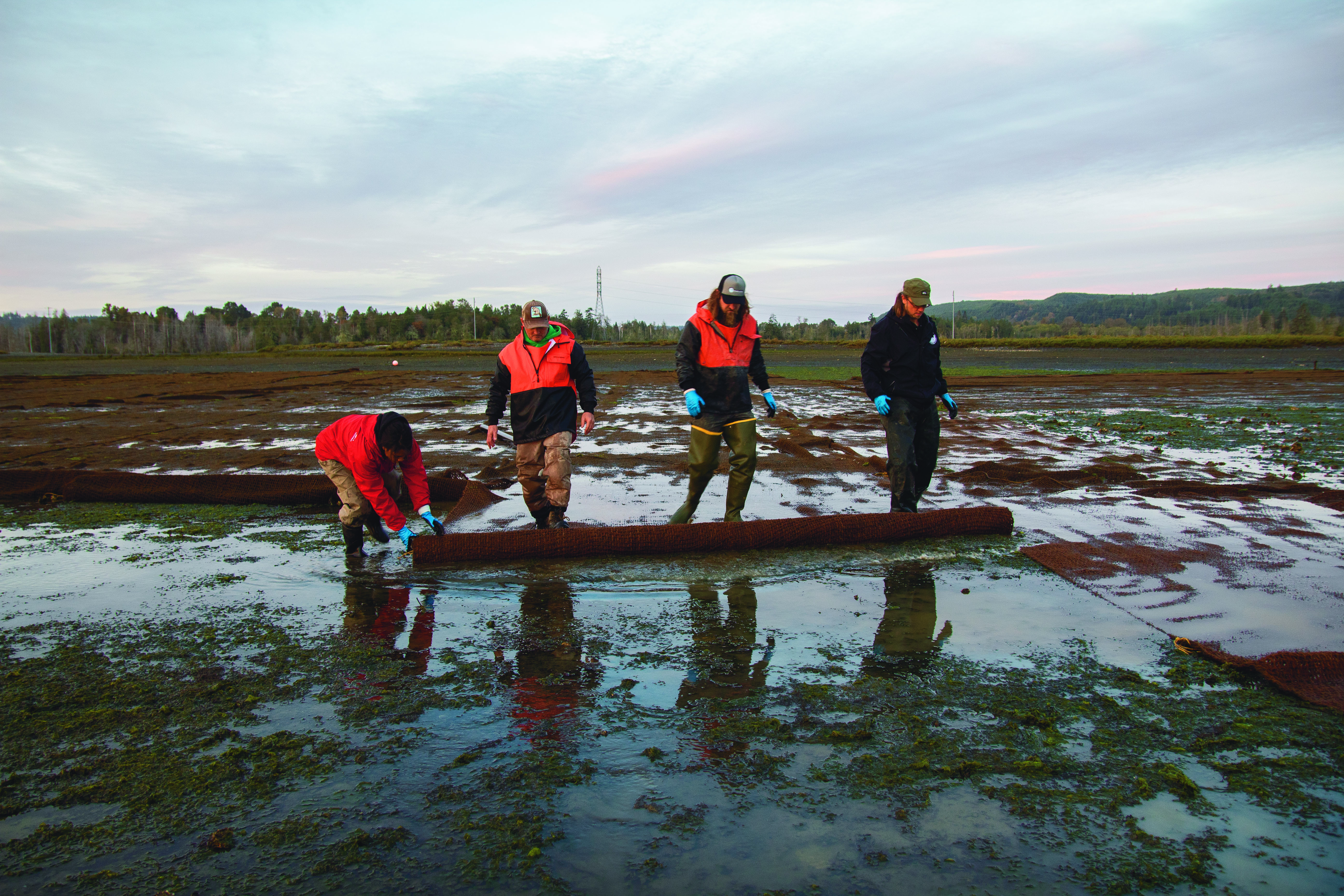 Burrowing Shrimp Degrading Shellfish Beds in Skokomish Estuary