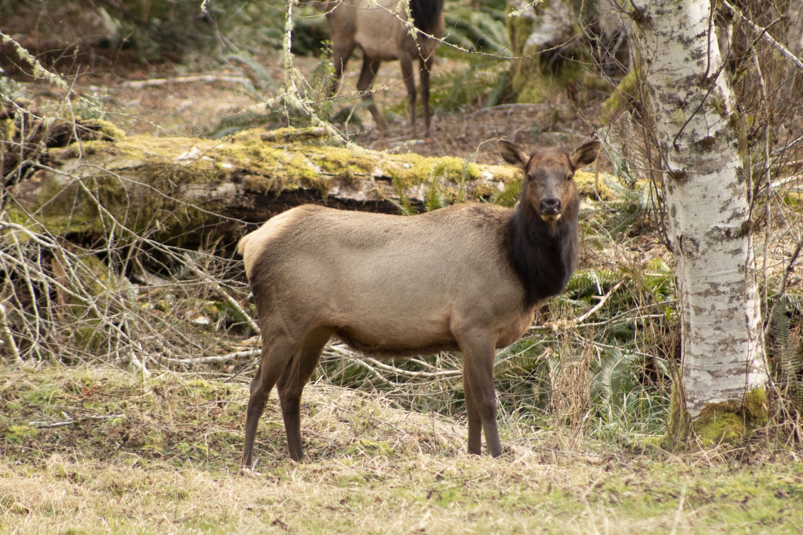 Tribes Track Duckabush River Elk Herd with Collars and DNA