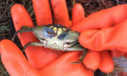 Cooperation Key to Containing Green Crab Invasion