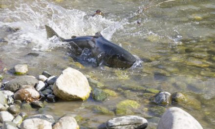 An Update on the Salmon Season Setting Process