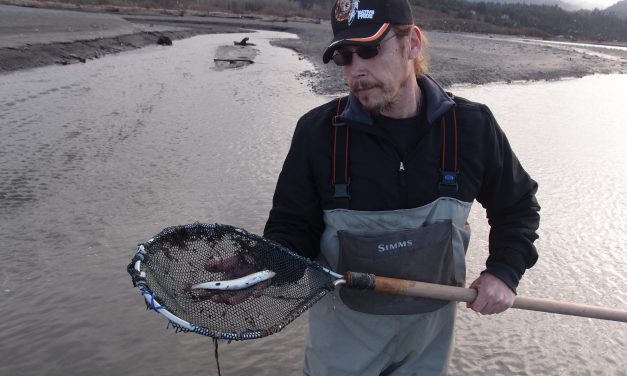 Tracking Eulachon in the Elwha River