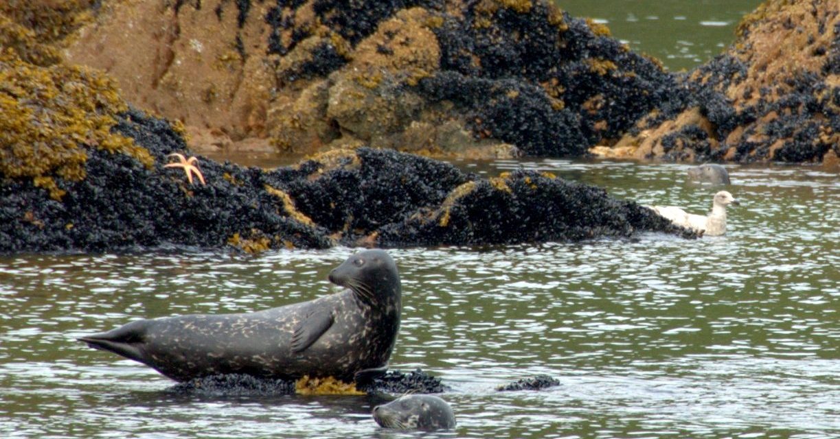 Tribes Team Up with State on Harbor Seal Survey