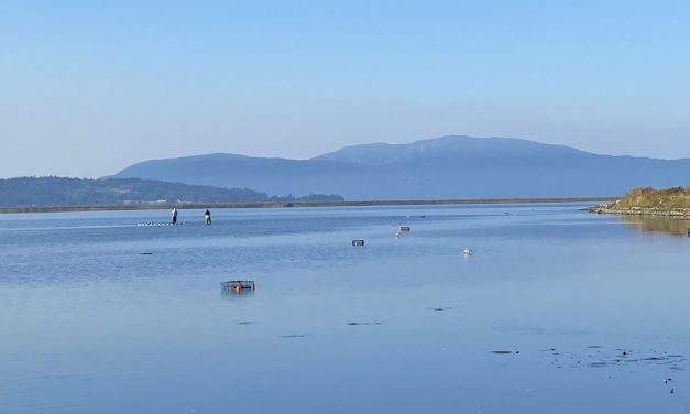 Hundreds more invasive European green crab found in Lummi Bay