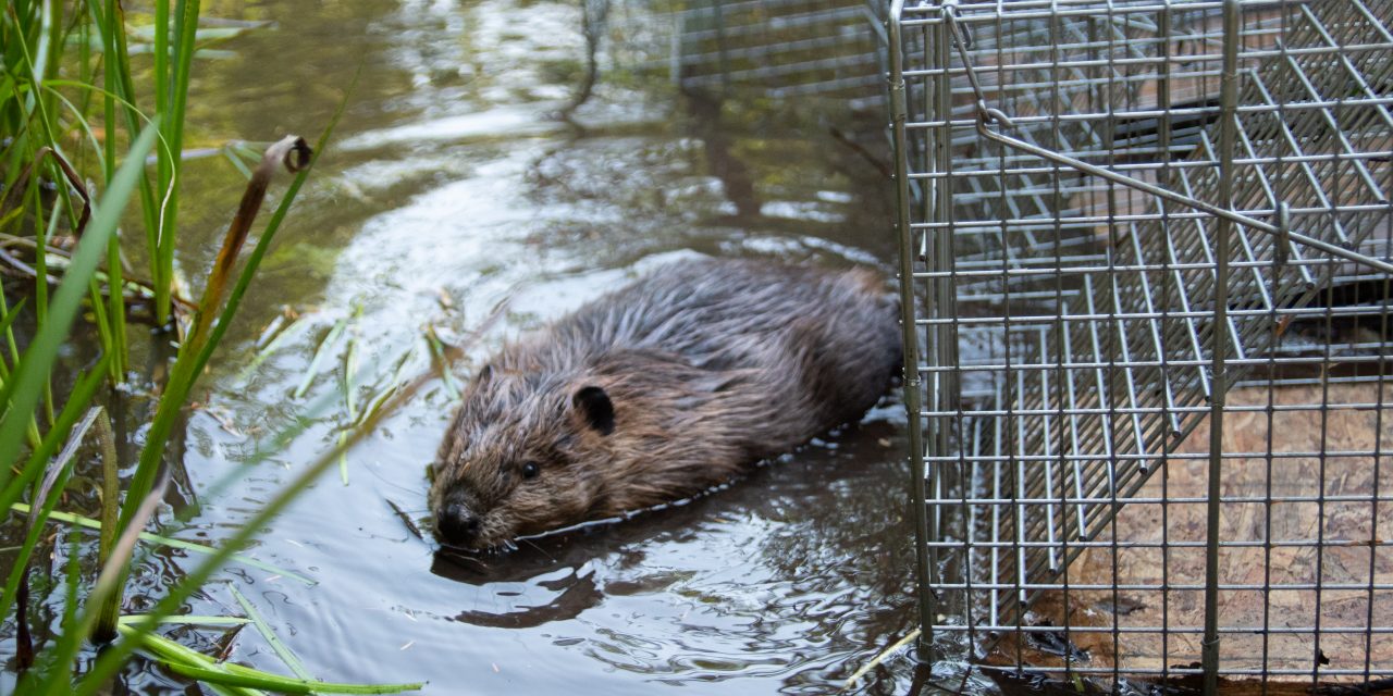 Beaver program expands, increasing habitat resilience to climate change
