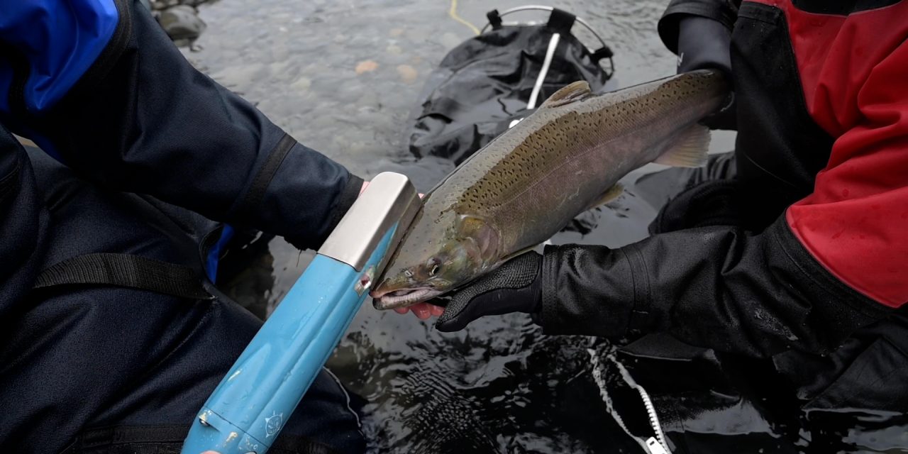 Counting Coho Salmon in Elwha River’s Turbid Waters Northwest Treaty