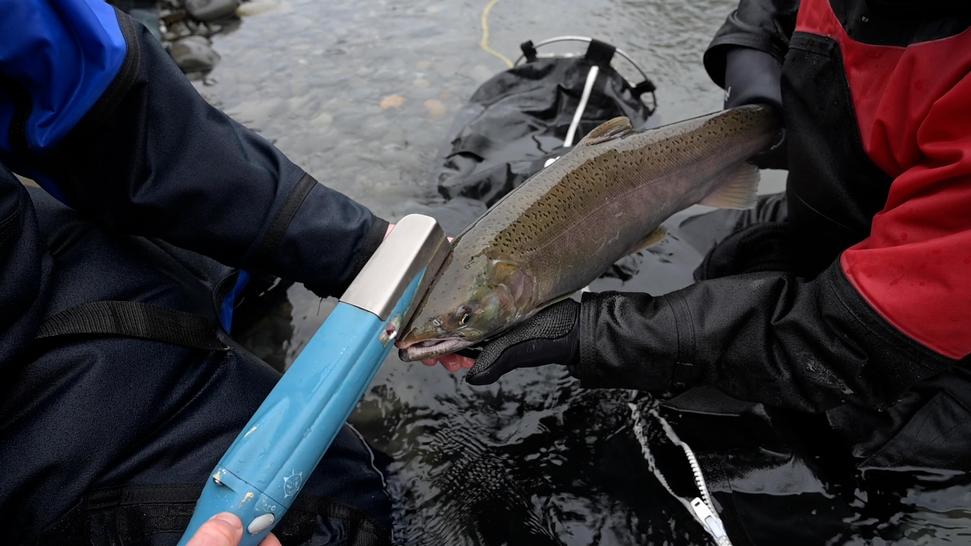 Counting Coho Salmon in Elwha River’s Turbid Waters