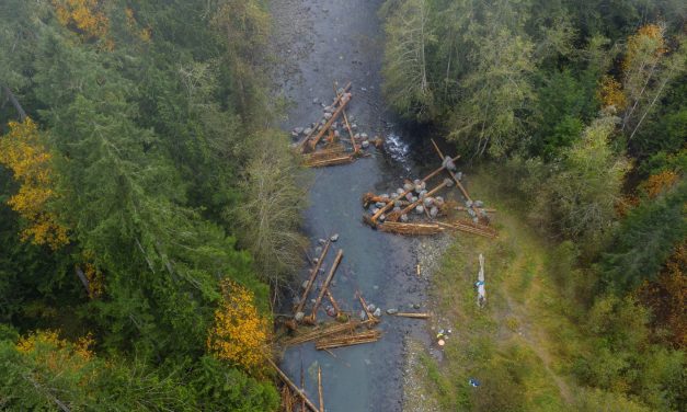 Logjams are Key to Salmon Habitat Restoration
