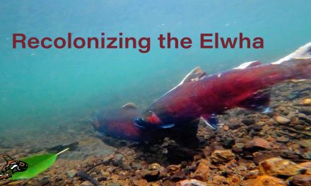 Recolonizing the Elwha