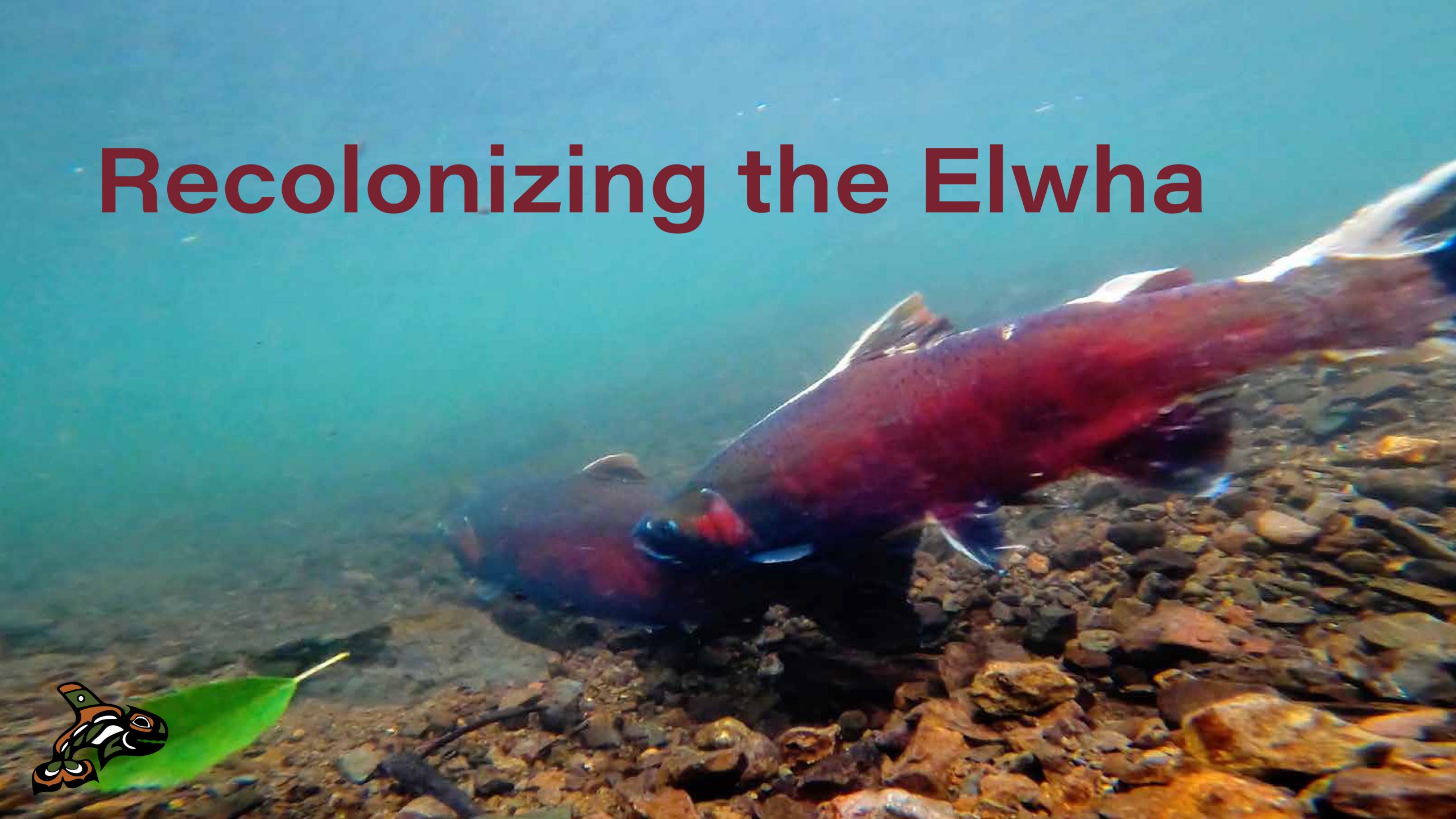 Recolonizing the Elwha