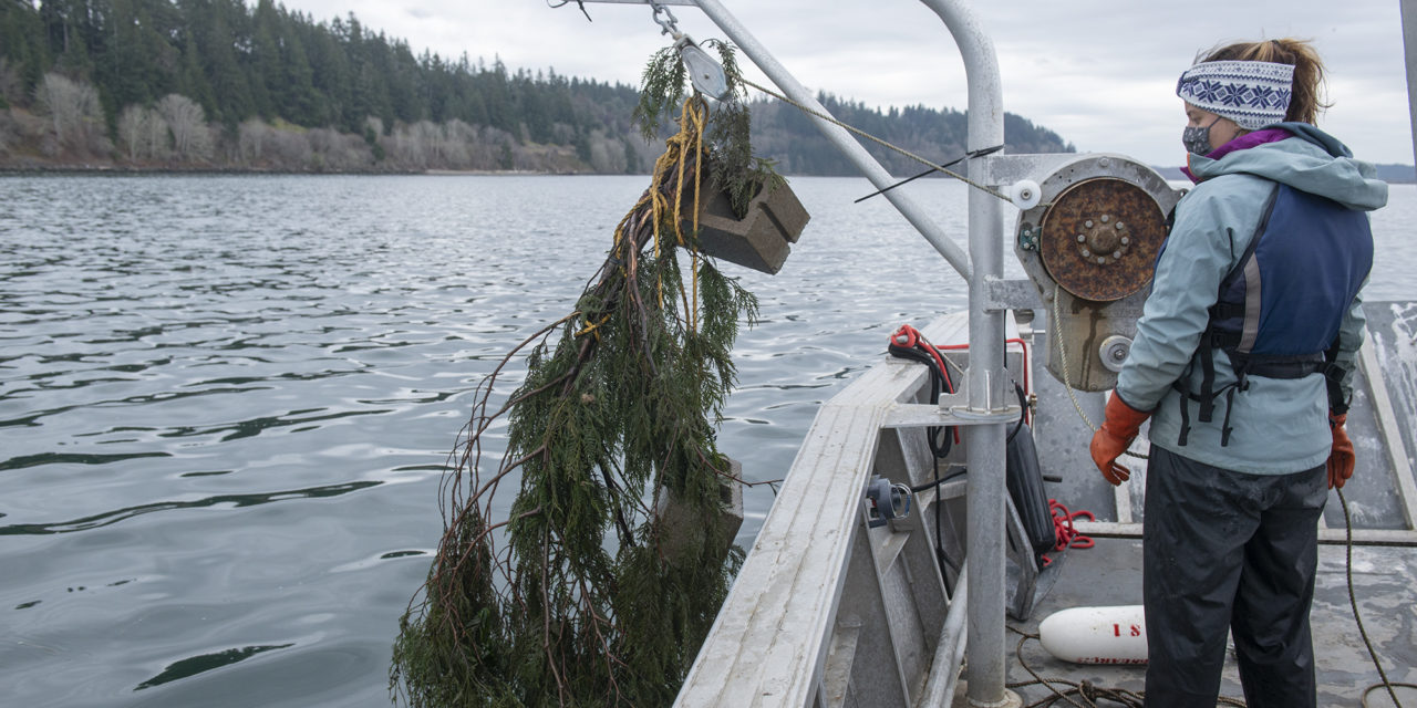 Nisqually Tribe Uses Traditional Knowledge to Attract Herring Spawn