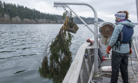 Nisqually Tribe Uses Traditional Knowledge to Attract Herring Spawn