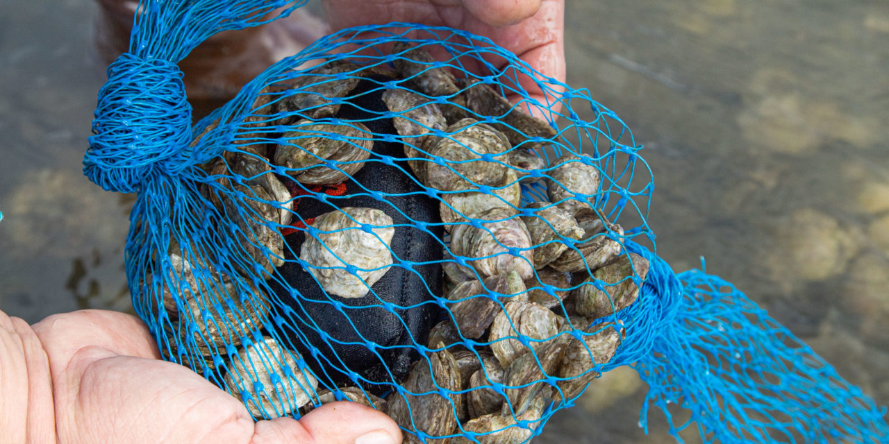 Tribes, Shellfish Growers and Partners Support Olympia Oyster Restoration in Hood Canal