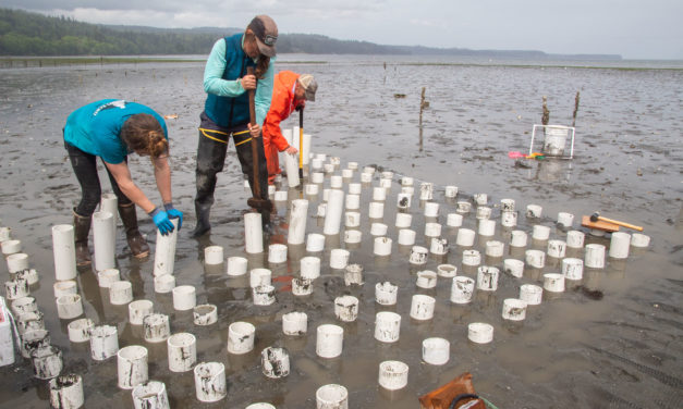 Traditional Foods Program Expands with Tidal Seafood Garden