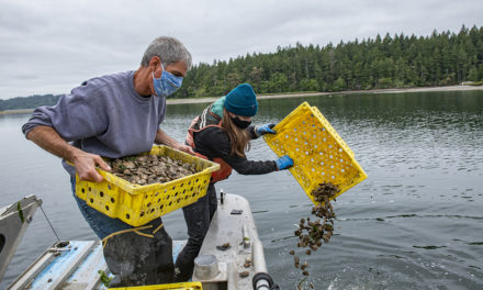 Squaxin Island Continues Work to Reestablish Olympia Oyster Population