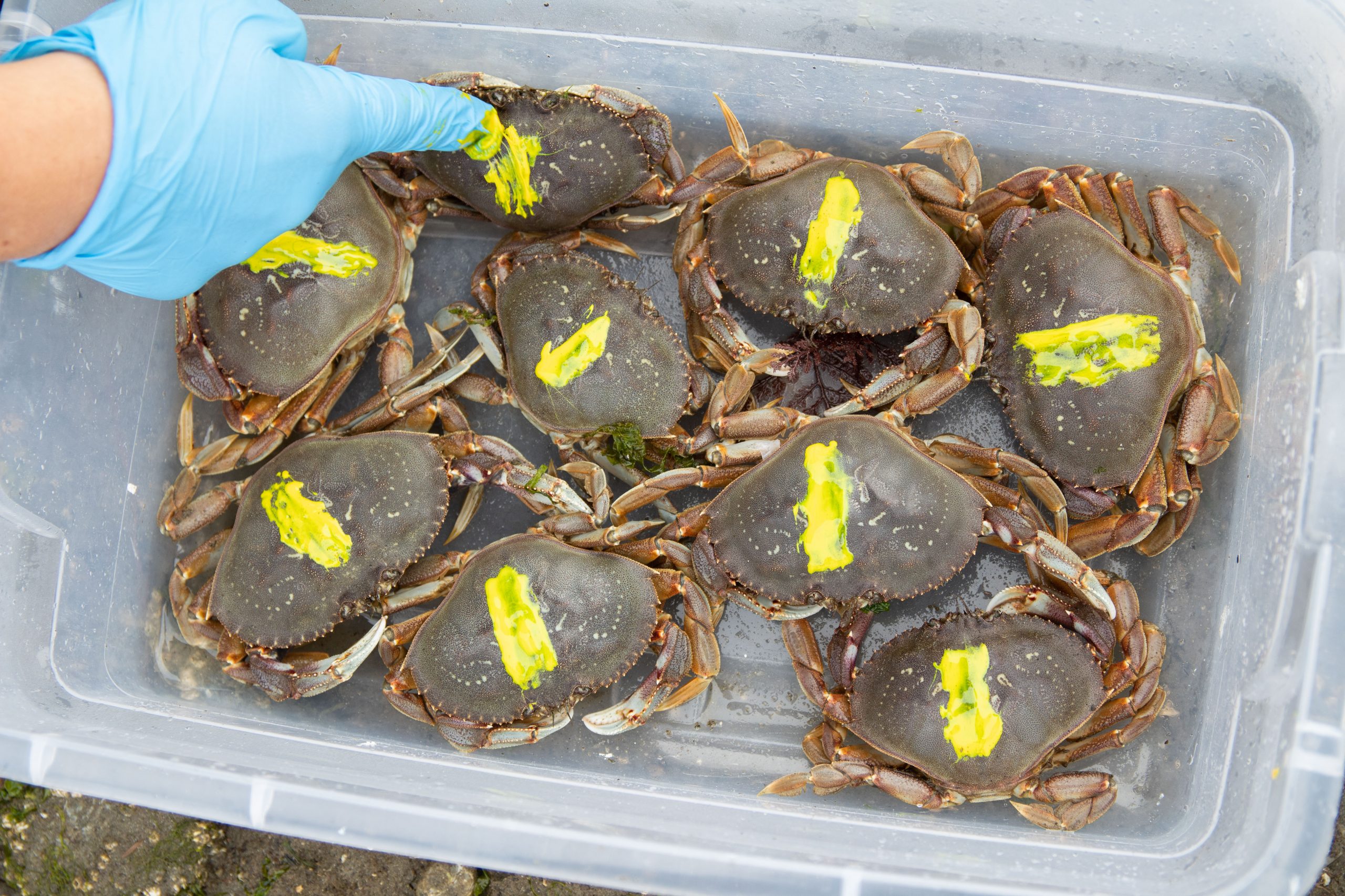 Makah Tribe Marks and Recaptures Dungeness and European Crab for Population Estimates