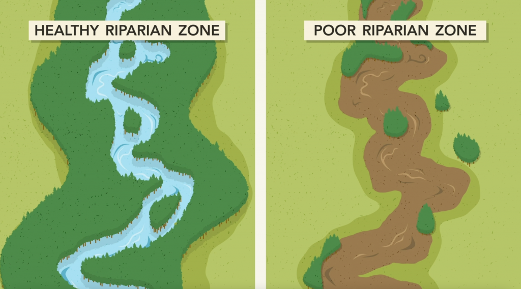 Riparian Habitat is the Cornerstone of Salmon Recovery in Washington