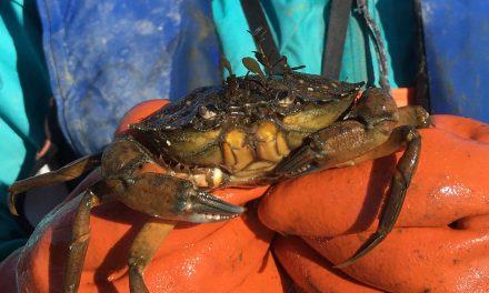 Lummi Nation steps up efforts to control invasive crab population