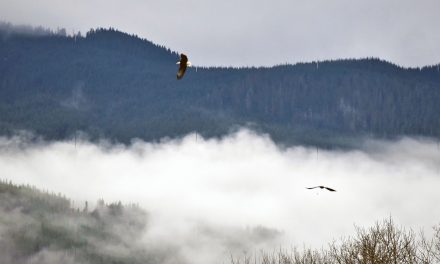 Eagle survey shows connection between flood events, habitat changes and salmon runs